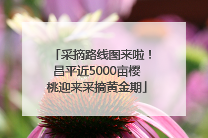 采摘路线图来啦！昌平近5000亩樱桃迎来采摘黄金期