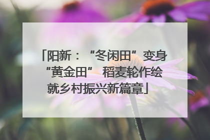 阳新：“冬闲田”变身“黄金田” 稻麦轮作绘就乡村振兴新篇章