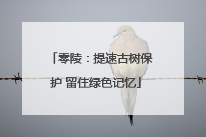 零陵：提速古树保护 留住绿色记忆