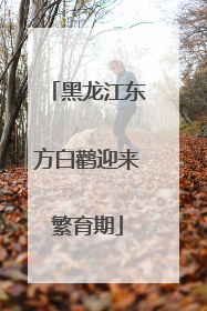 黑龙江东方白鹳迎来繁育期